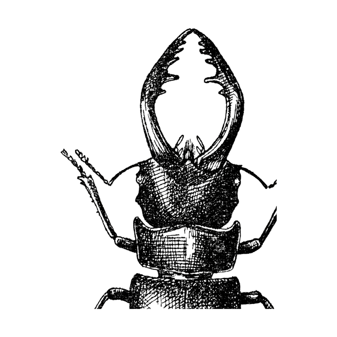 Гравюра — жук-олень