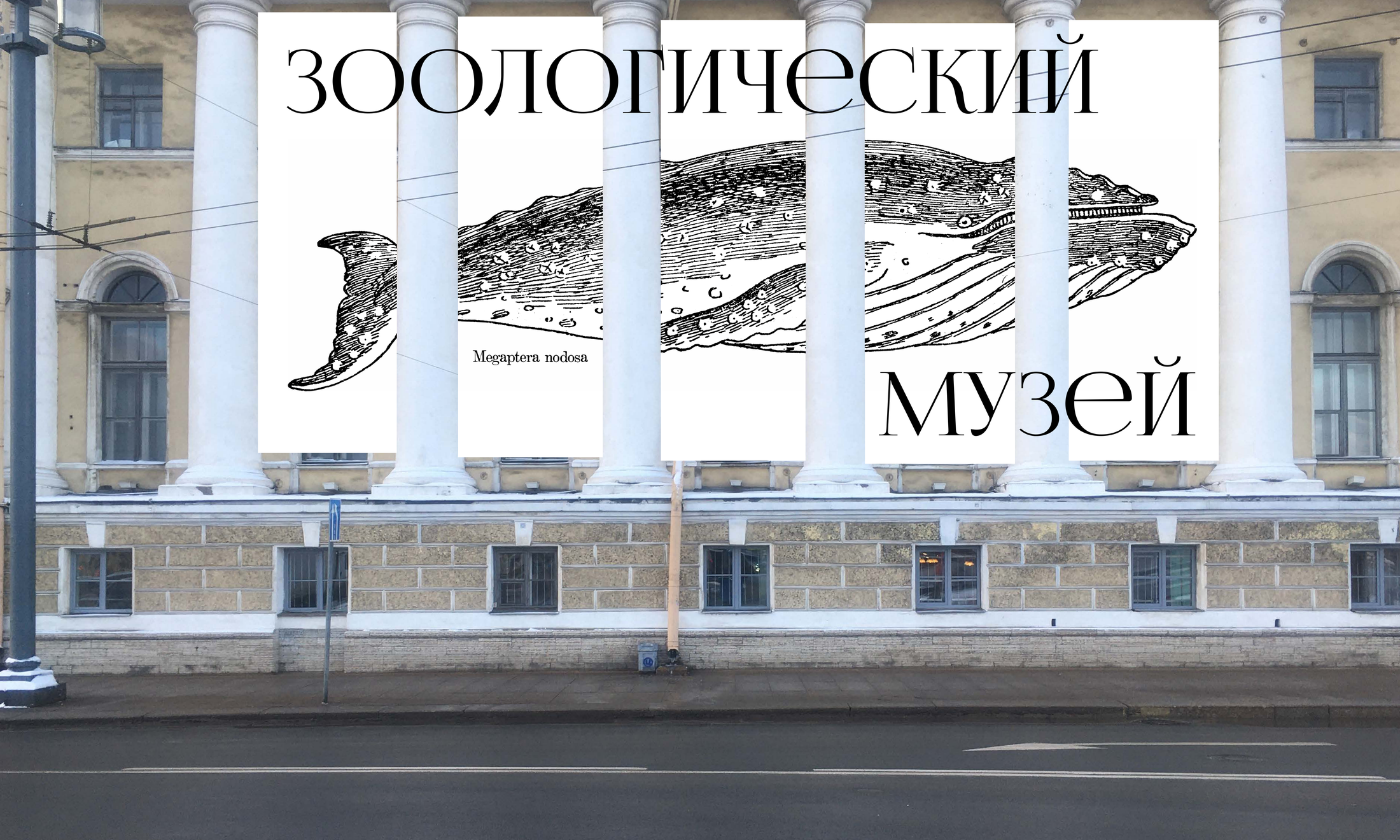 Баннеры на фасаде музея с гравюрой кита
